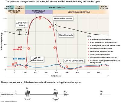 Časový průběh tlaku v srdečním systému